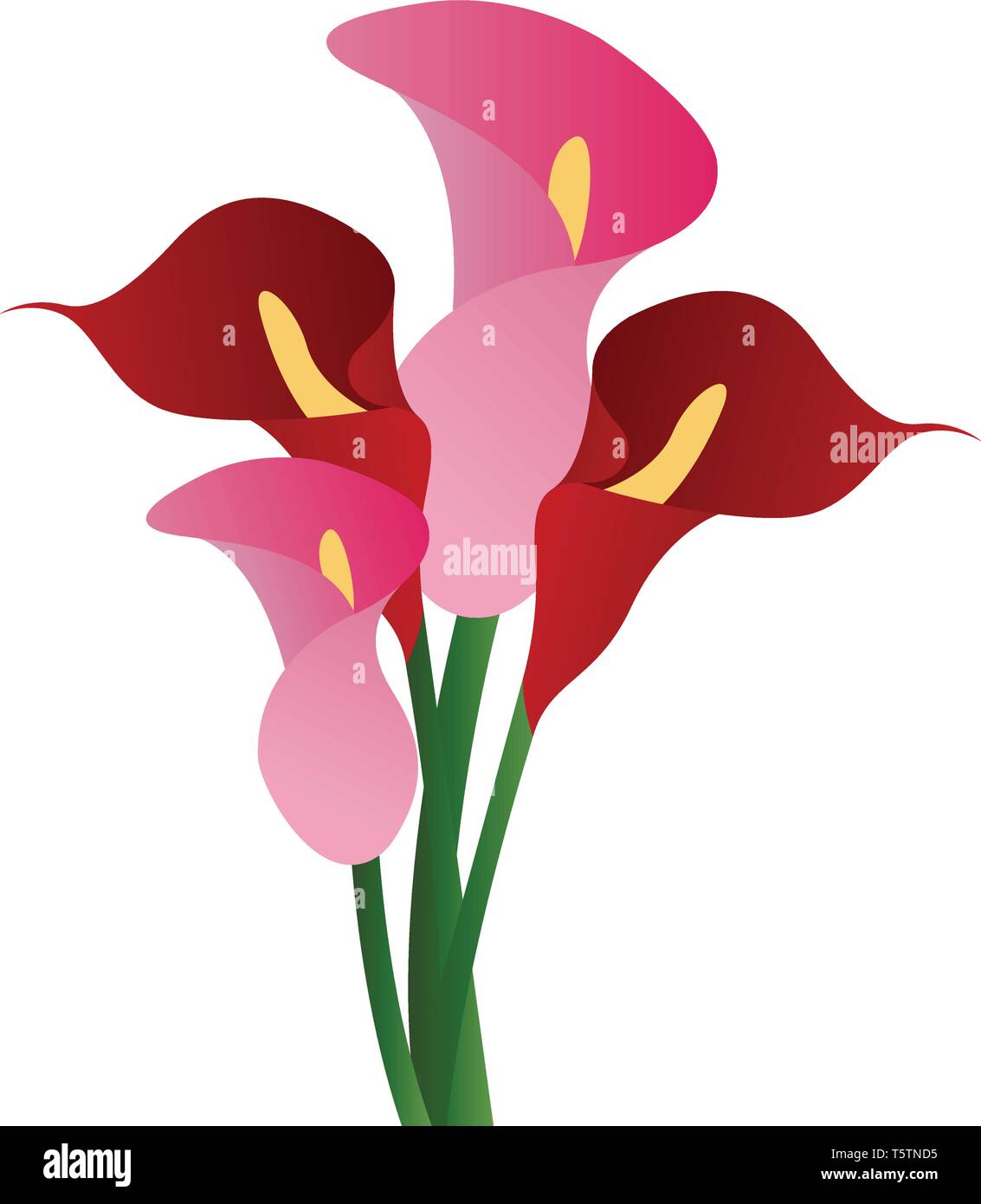 Illustration Vecteur de rouge et de rose calla lily fleurs sur fond blanc. Illustration de Vecteur