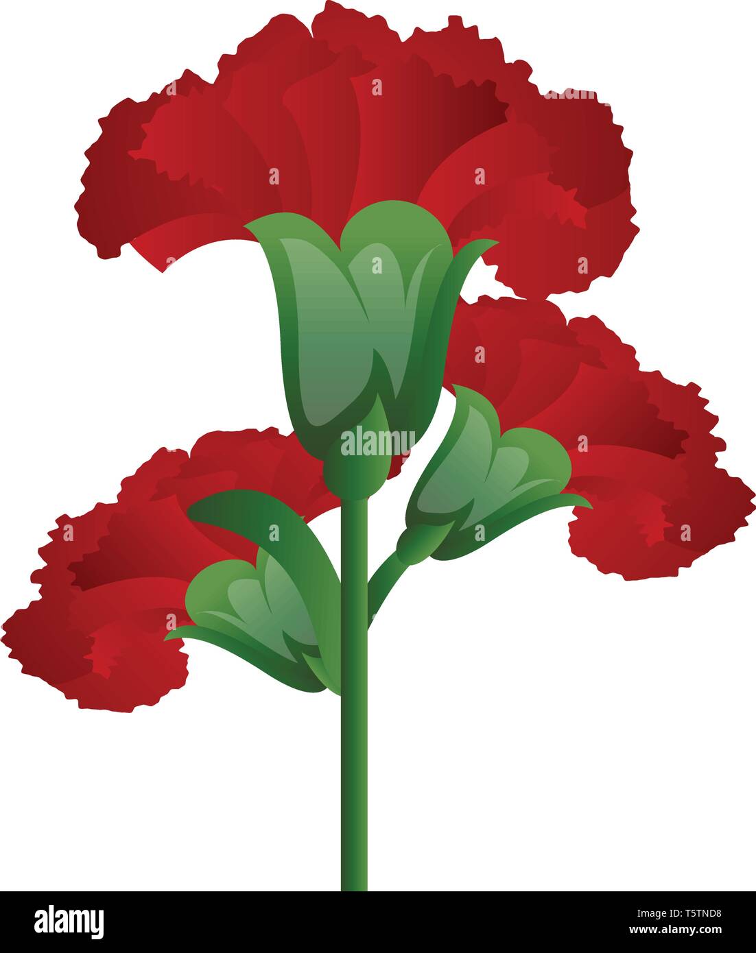 Vector illustration de fleurs d'oeillet rouge sur fond blanc. Illustration de Vecteur