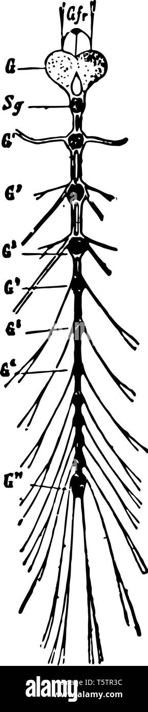 Cette illustration représente le système nerveux d'une larve de coccinelle vintage dessin ou gravure illustration. Illustration de Vecteur