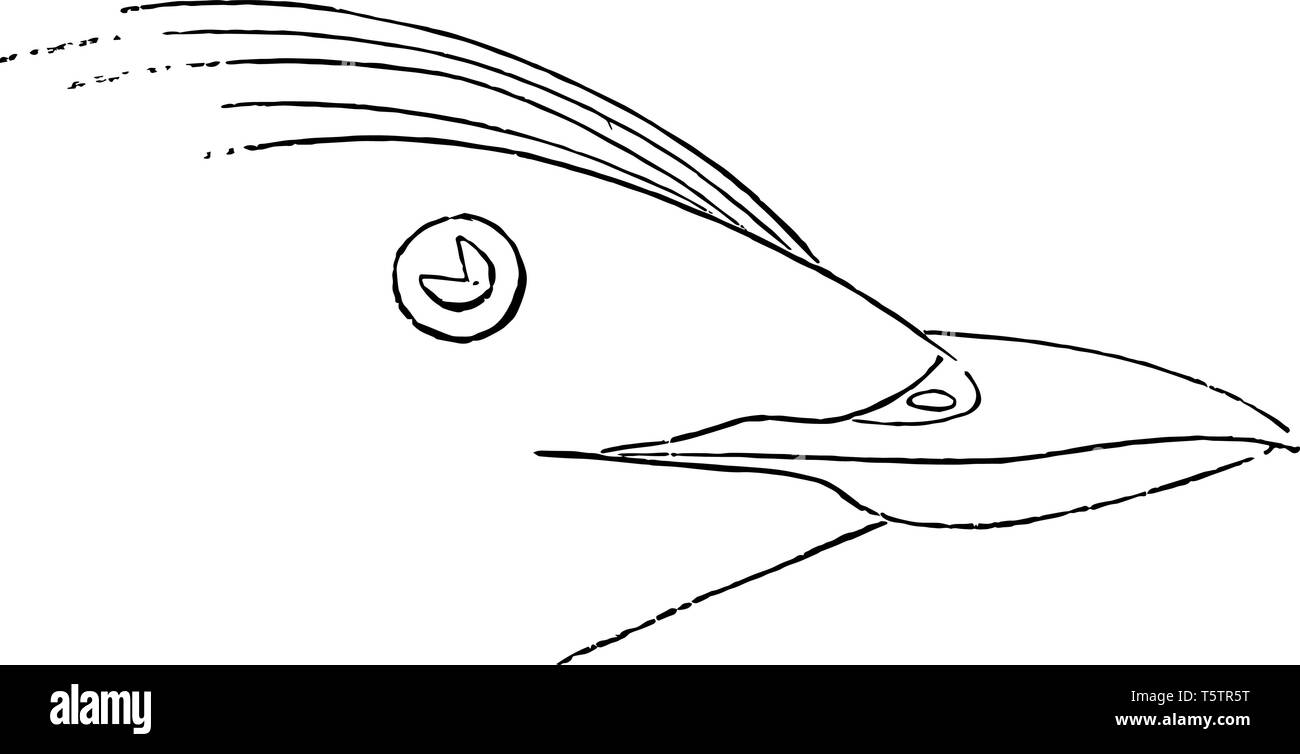 Guillemot du Japon avec Bill black ridge vintage dessin ou gravure illustration. Illustration de Vecteur