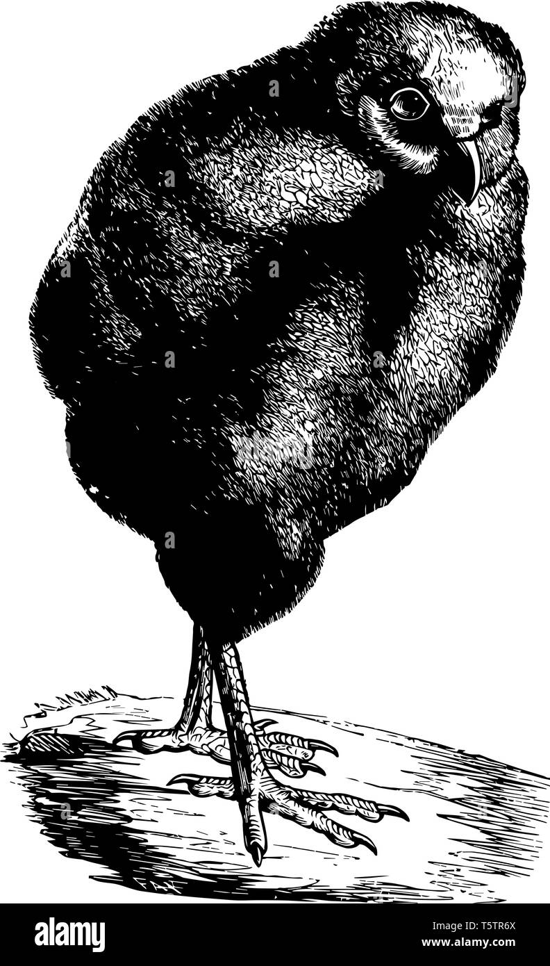 Les jeunes Effraies des clochers est les espèces les plus répandues de l'owl vintage dessin ou gravure illustration. Illustration de Vecteur