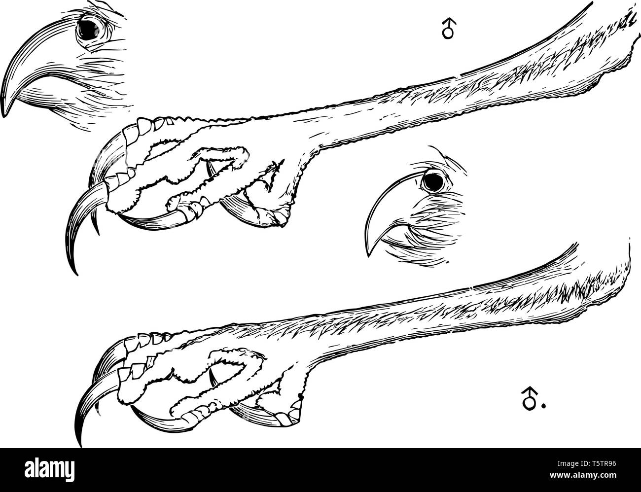 Cette illustration représente le bec et les griffes d'une Chevêche des terriers vintage dessin ou gravure illustration. Illustration de Vecteur