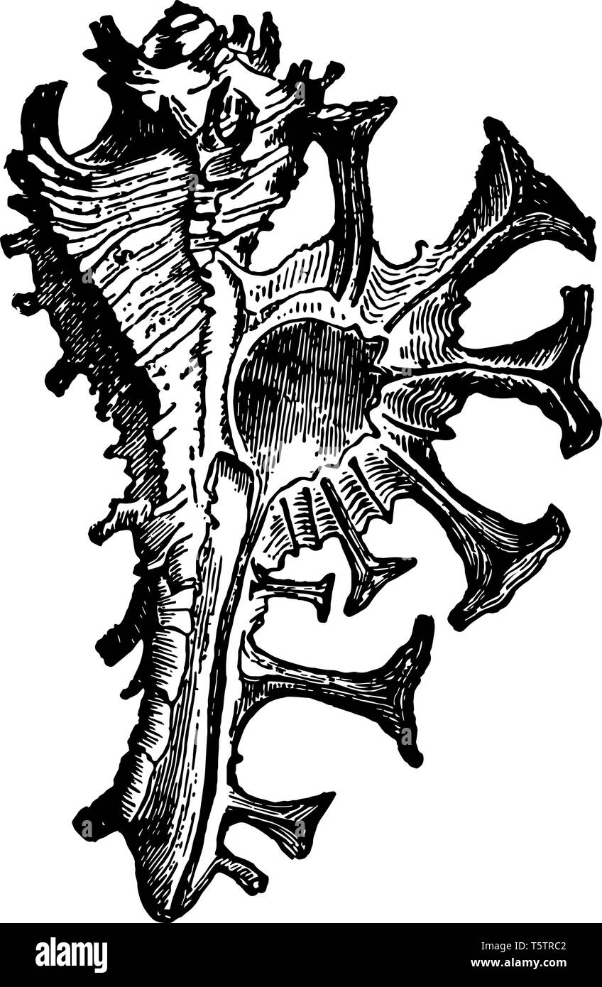 Murex Scorpion est une espèce d'et de la famille Lophiomyinae vintage dessin ou gravure illustration. Illustration de Vecteur
