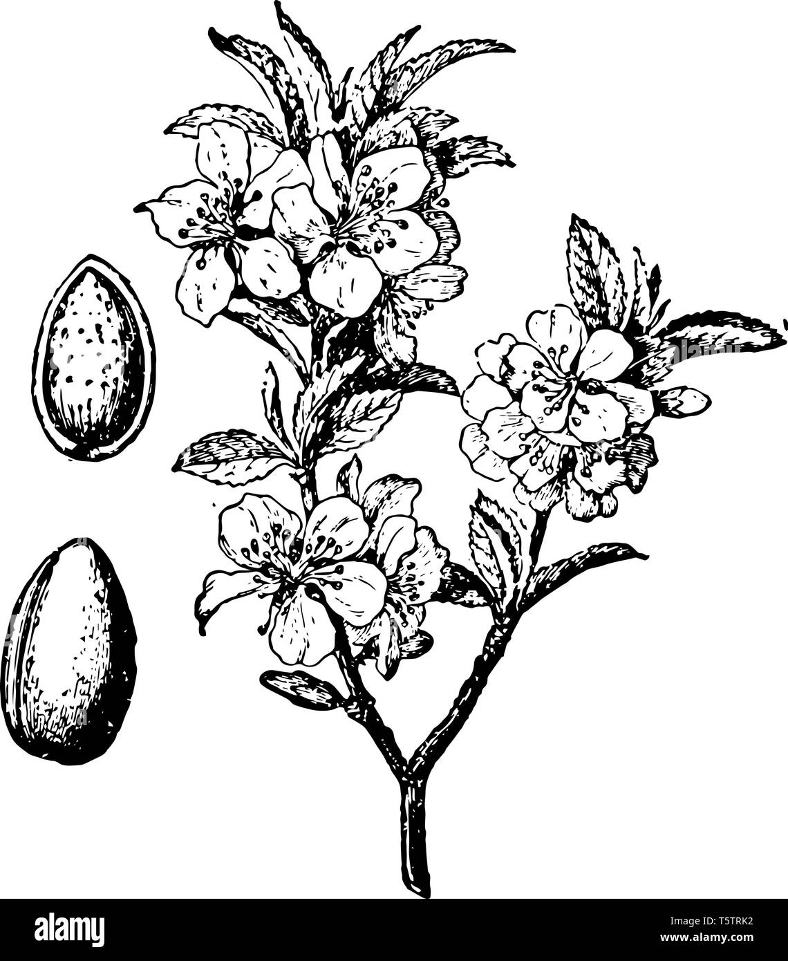 Dans cette image la direction des fleurs et des fruits sont l'amandier vintage dessin ou gravure illustration. Illustration de Vecteur Dans cette image la direction des fleurs et des fruits sont l'amandier vintage dessin ou gravure illustration. Illustration de Vecteur