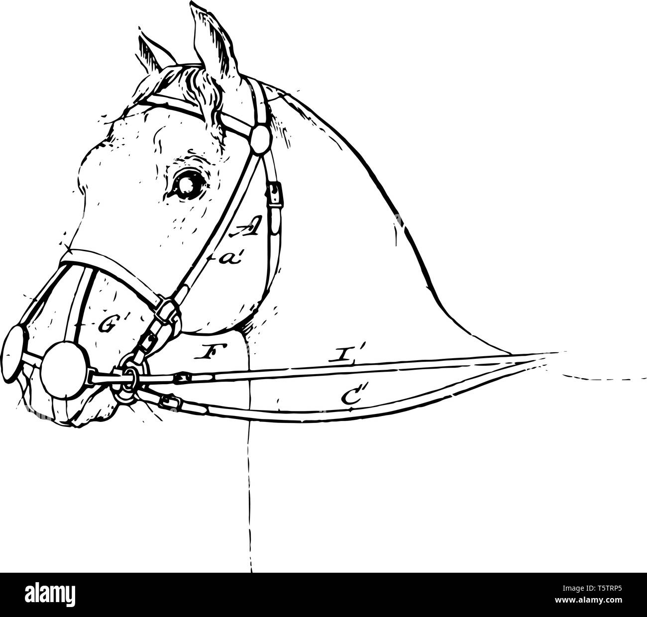 Cette illustration représente un frein de sécurité qui est une longue sangle attachée à une extrémité à un cheval peu vintage dessin ou gravure illustratio Illustration de Vecteur