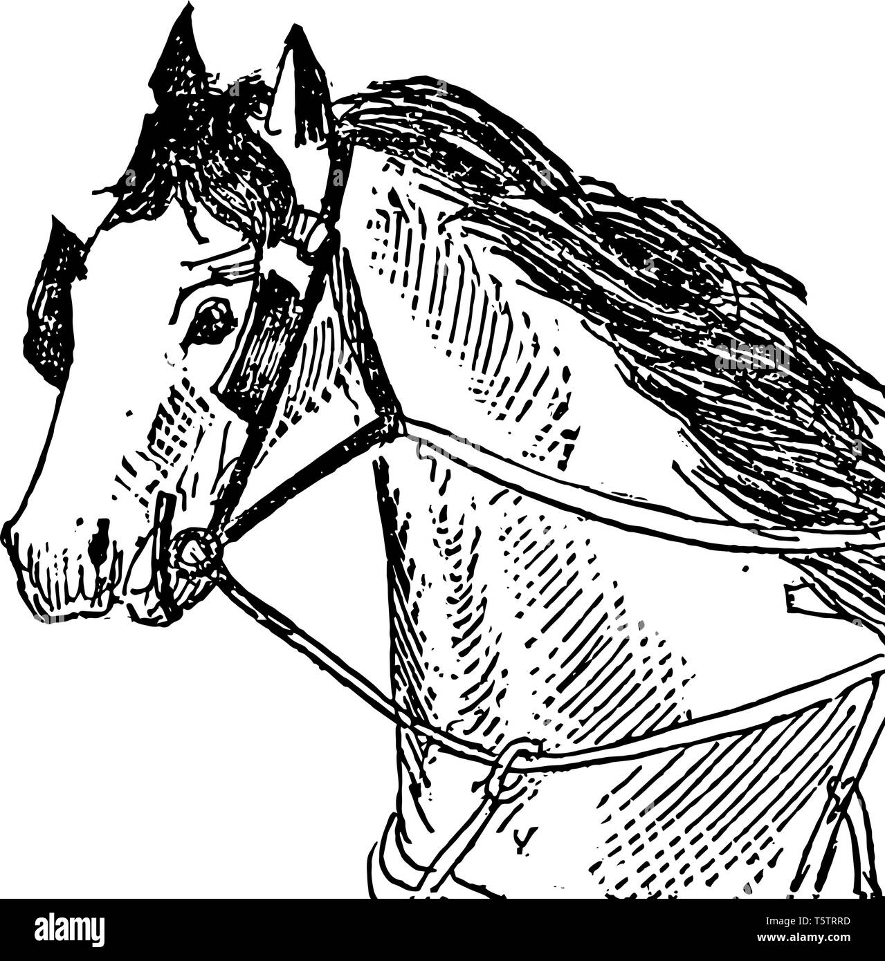 Cette illustration représente un frein qui est une longue sangle attachée à une extrémité à un cheval peu vintage dessin ou gravure illustration. Illustration de Vecteur