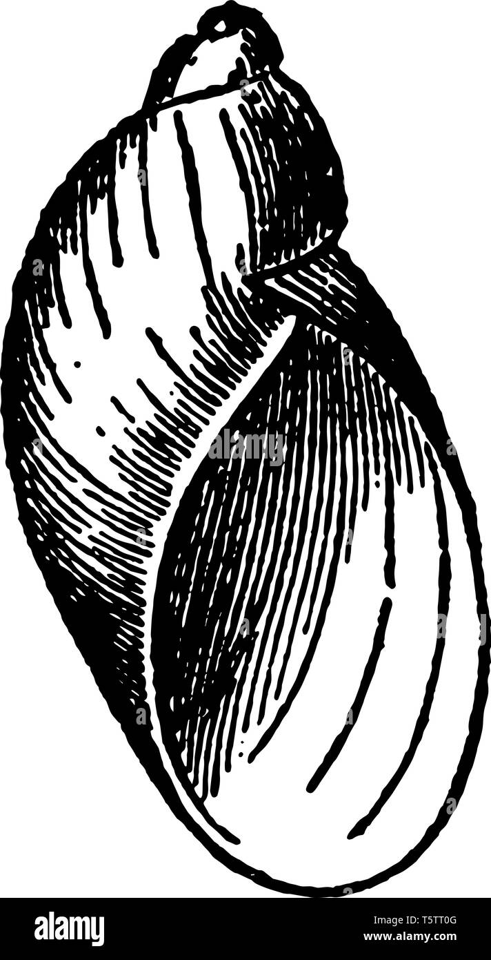 Succinea Putris est une espèce d'escargot de respiration dans la famille Succineidae vintage dessin ou gravure illustration. Illustration de Vecteur