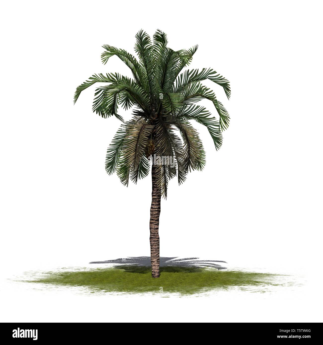 Une seule date Palm sur un espace vert - isolé sur fond blanc Banque D'Images