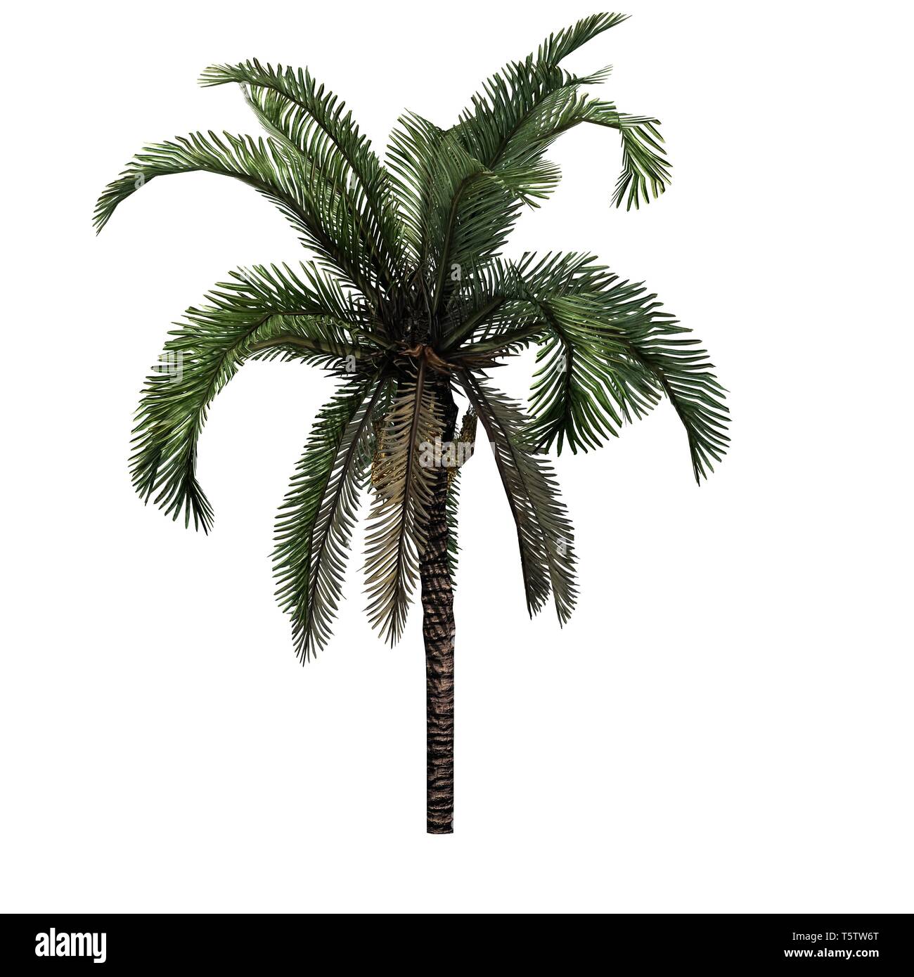 Une seule date Palm - isolé sur fond blanc Banque D'Images