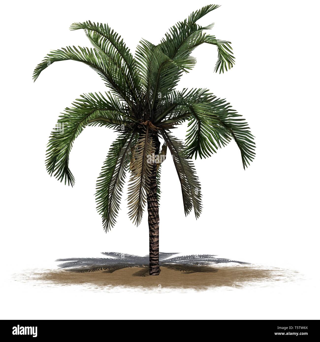 Date palm sur une zone de sable - isolé sur fond blanc Banque D'Images