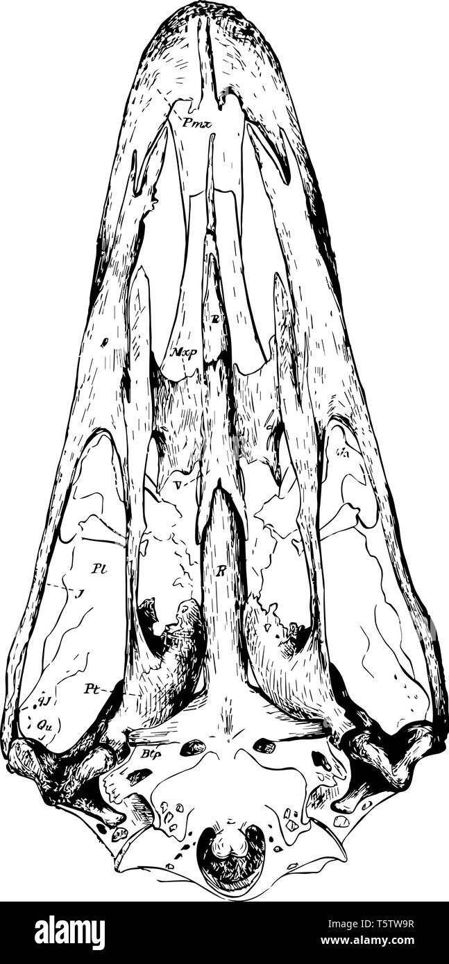 La structure du crâne d'une autruche où l'ossification du septum nasal continue dans l'axe du crâne vintage dessin ou gravure illustration. Illustration de Vecteur