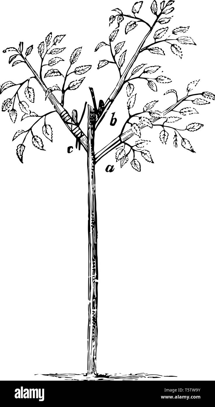 Cette illustration représente en herbe rose qui sont utilisées pour la greffe dans l'agriculture vintage dessin ou gravure illustration. Illustration de Vecteur