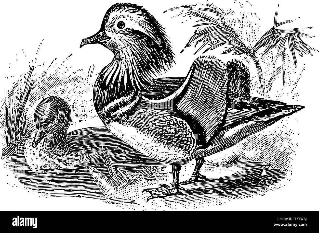 Canard Mandarin est un canard de taille moyenne se percher vintage dessin ou gravure illustration. Illustration de Vecteur