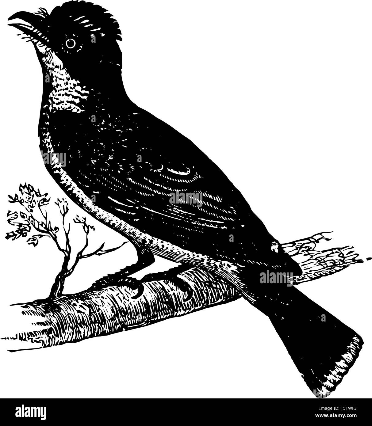 King est un genre d'oiseaux des petits oiseaux du tyran huppé famille vintage dessin ou gravure illustration. Illustration de Vecteur