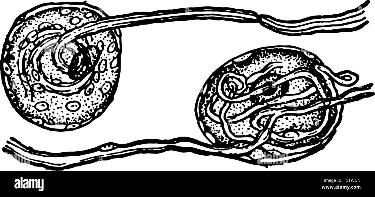 Cette illustration montre les cellules nerveuses de la moelle dorsale, vintage dessin ou gravure illustration. Illustration de Vecteur