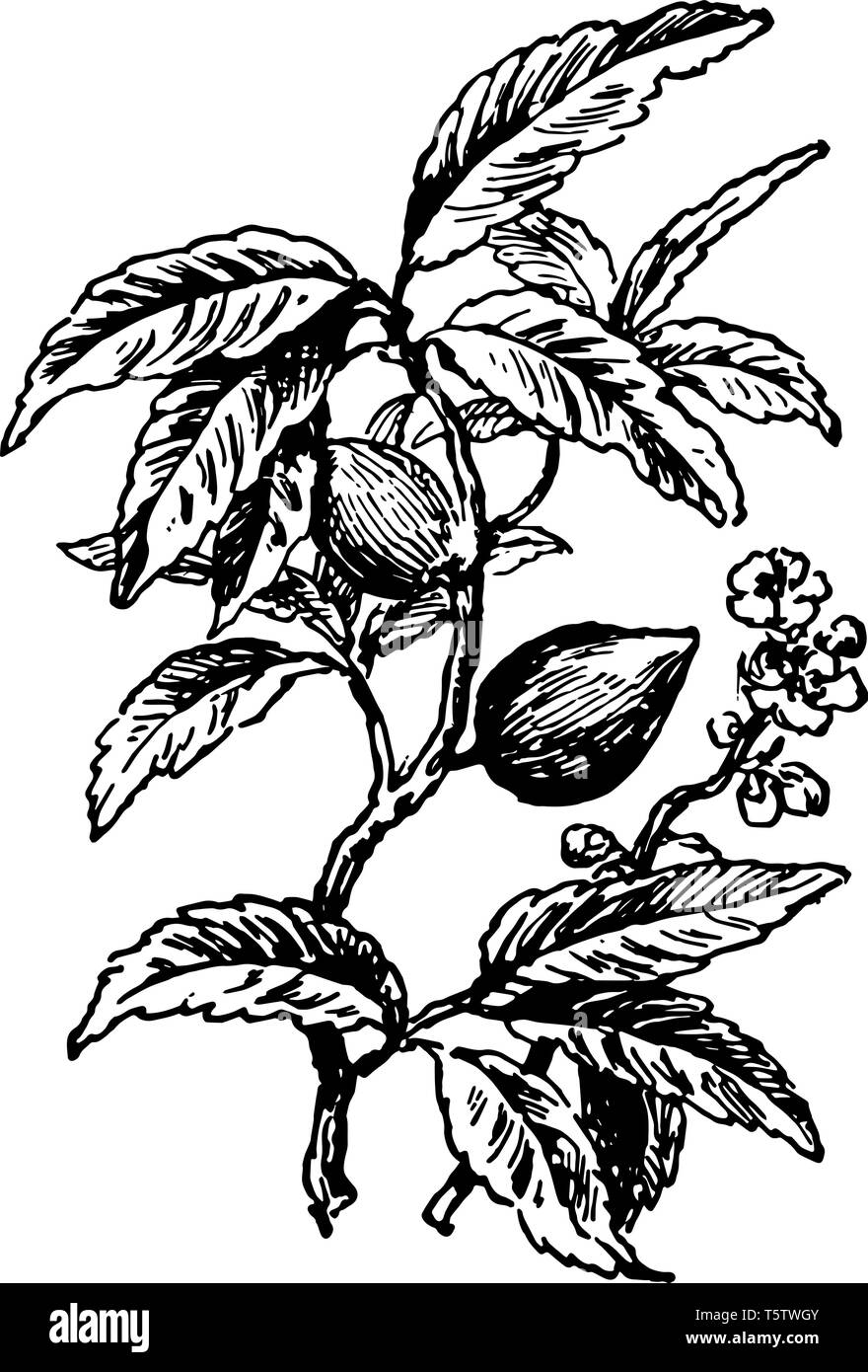 Dans cette image la direction des fleurs et des fruits sont l'amandier vintage dessin ou gravure illustration. Illustration de Vecteur Dans cette image la direction des fleurs et des fruits sont l'amandier vintage dessin ou gravure illustration. Illustration de Vecteur