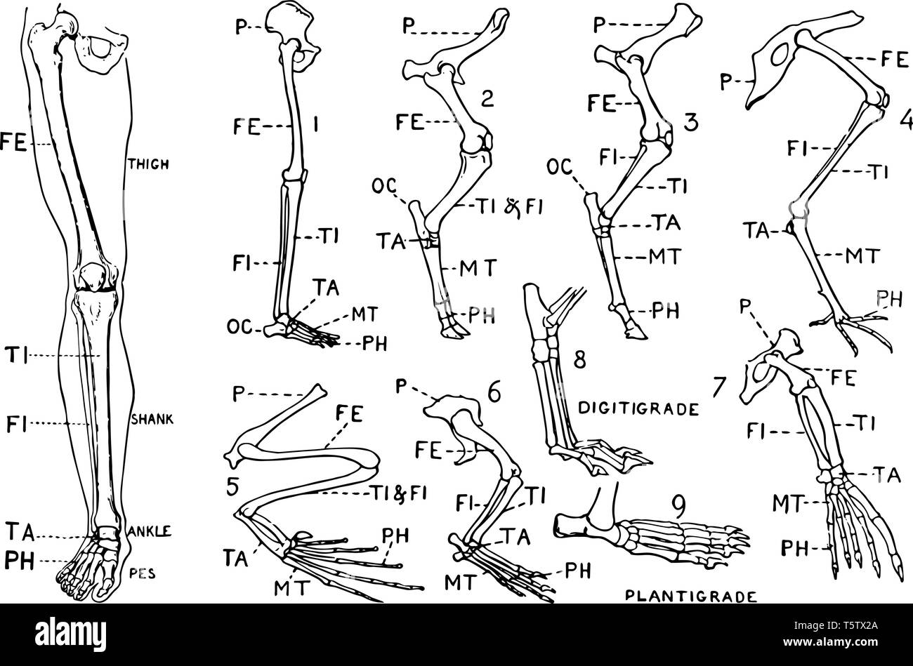 Cette illustration montre une jambe humaine et comparative des schémas indiquant les modifications de la jambe, vintage dessin ou gravure illustration. Illustration de Vecteur Cette illustration montre une jambe humaine et comparative des schémas indiquant les modifications de la jambe, vintage dessin ou gravure illustration. Illustration de Vecteur