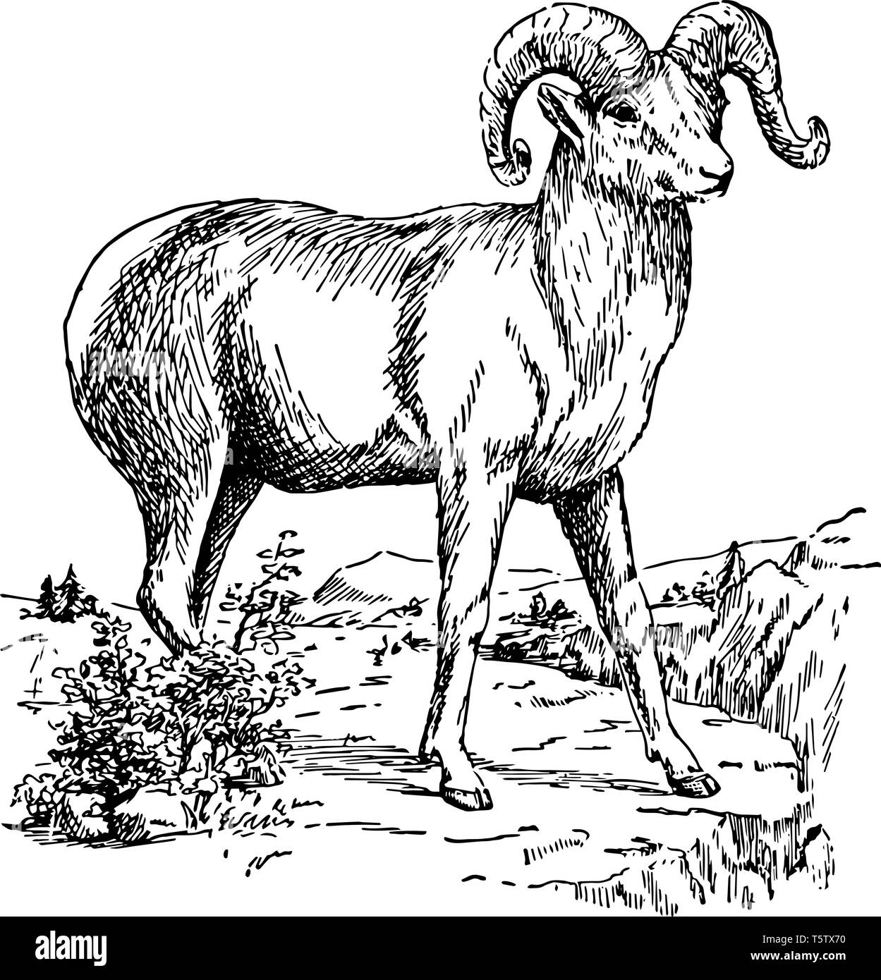 Mouflons est un mouton sauvage des Montagnes Rocheuses vintage dessin ou gravure illustration. Illustration de Vecteur