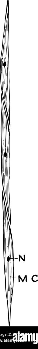 Cette illustration représente le muscle lisse vintage dessin ou gravure illustration. Illustration de Vecteur