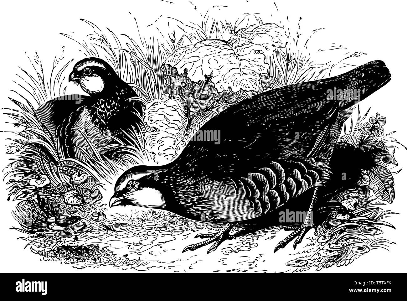 Pattes moyennes Perdrix rouge 13 pouces et la longueur et se trouve dans le sud de l'Europe affiche dessin ou gravure illustration. Illustration de Vecteur