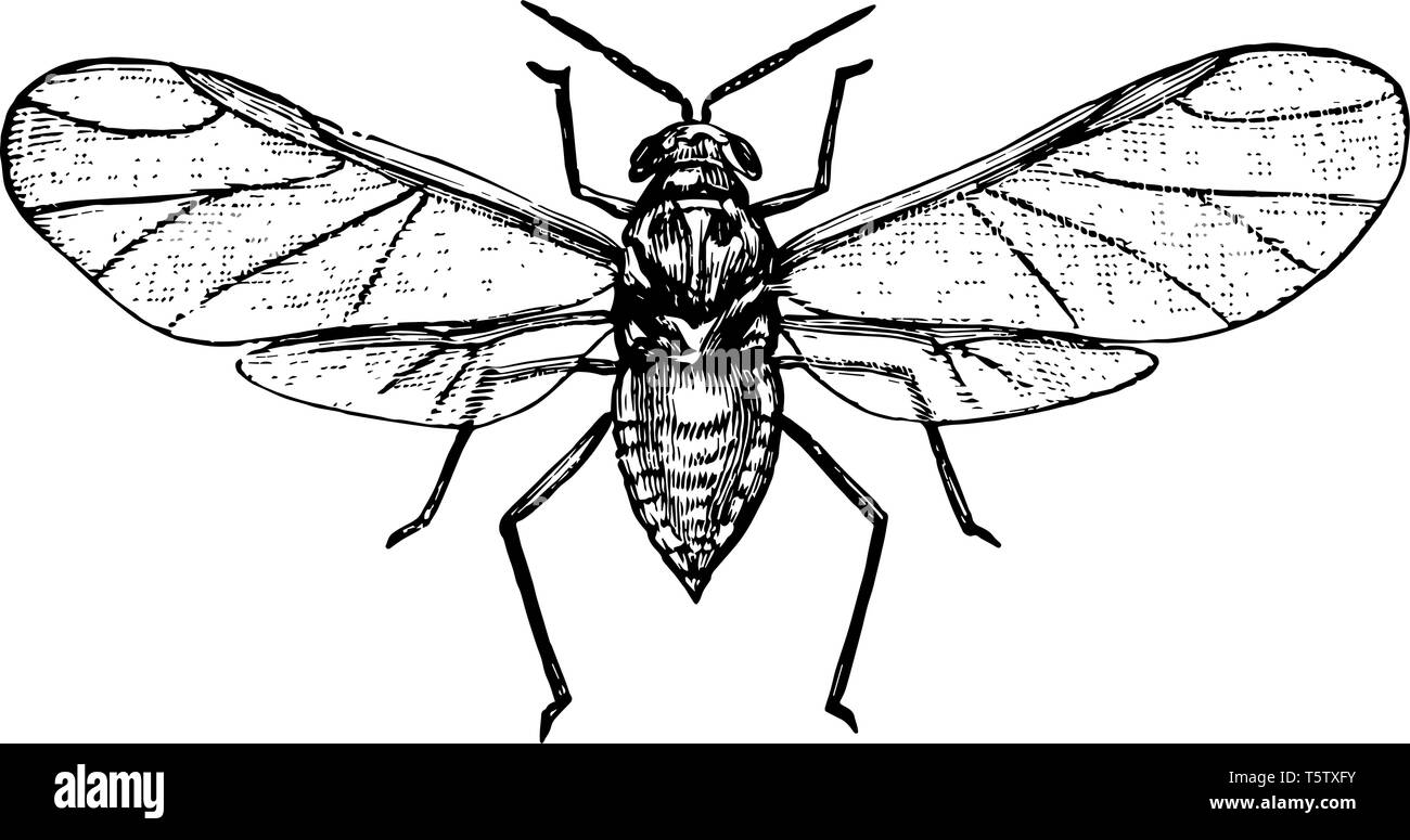 Puceron lanigère adultes une espèce de plante de la famille des poux de Eriostoma vintage dessin ou gravure illustration. Illustration de Vecteur