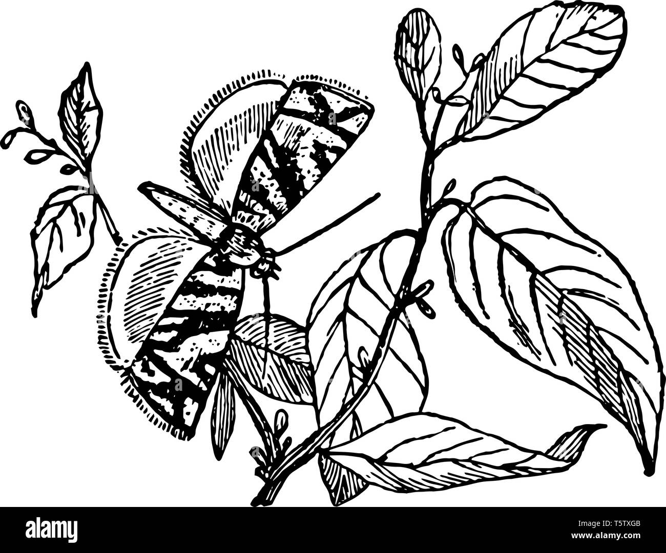 Poedisca Autmnana contient le plus petit lépidoptères nocturnes vintage dessin ou gravure illustration. Illustration de Vecteur