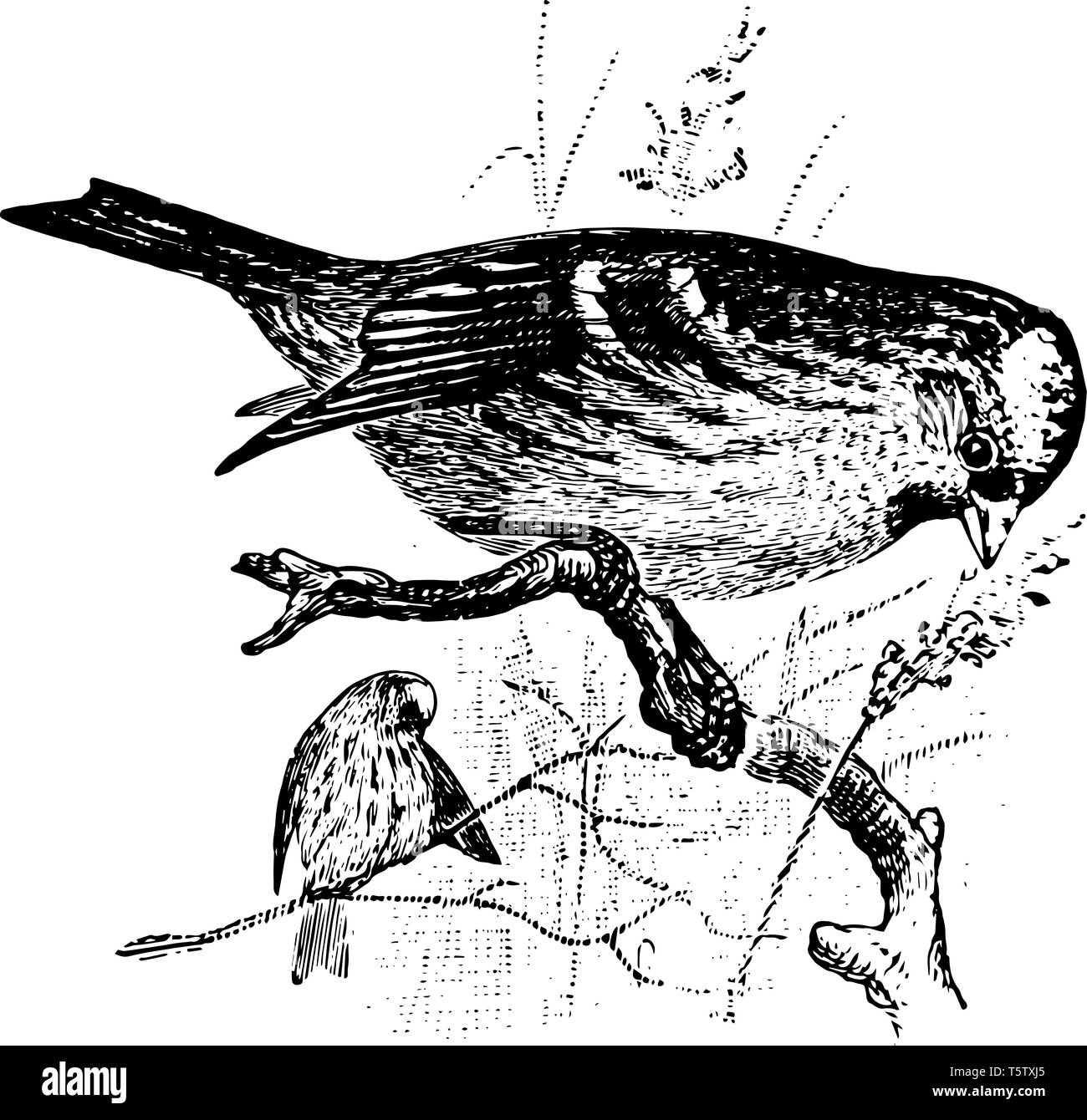 Le sizerin flammé est un groupe de petits passereaux de la famille des Fringillidae vintage dessin ou gravure illustration. Illustration de Vecteur