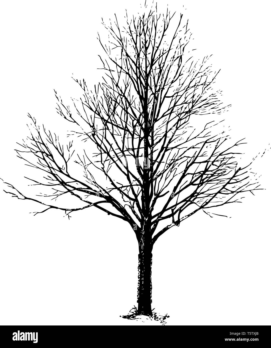 Dans ce cadre est une gourde. L'arbre n'a pas de fleurs dans les feuilles  de dessin Ligne vintage ou gravure illustration Image Vectorielle Stock -  Alamy