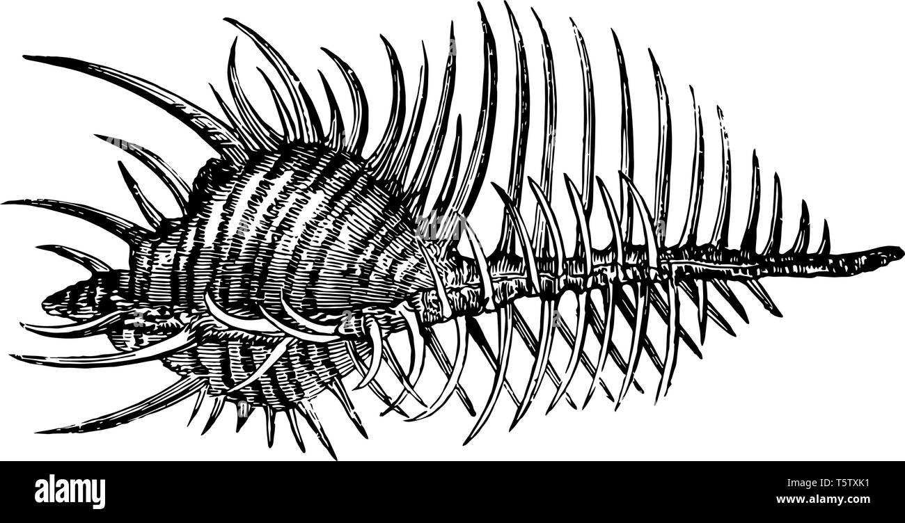 Mollusques, gastéropodes, bivalves 1C | Provence 7