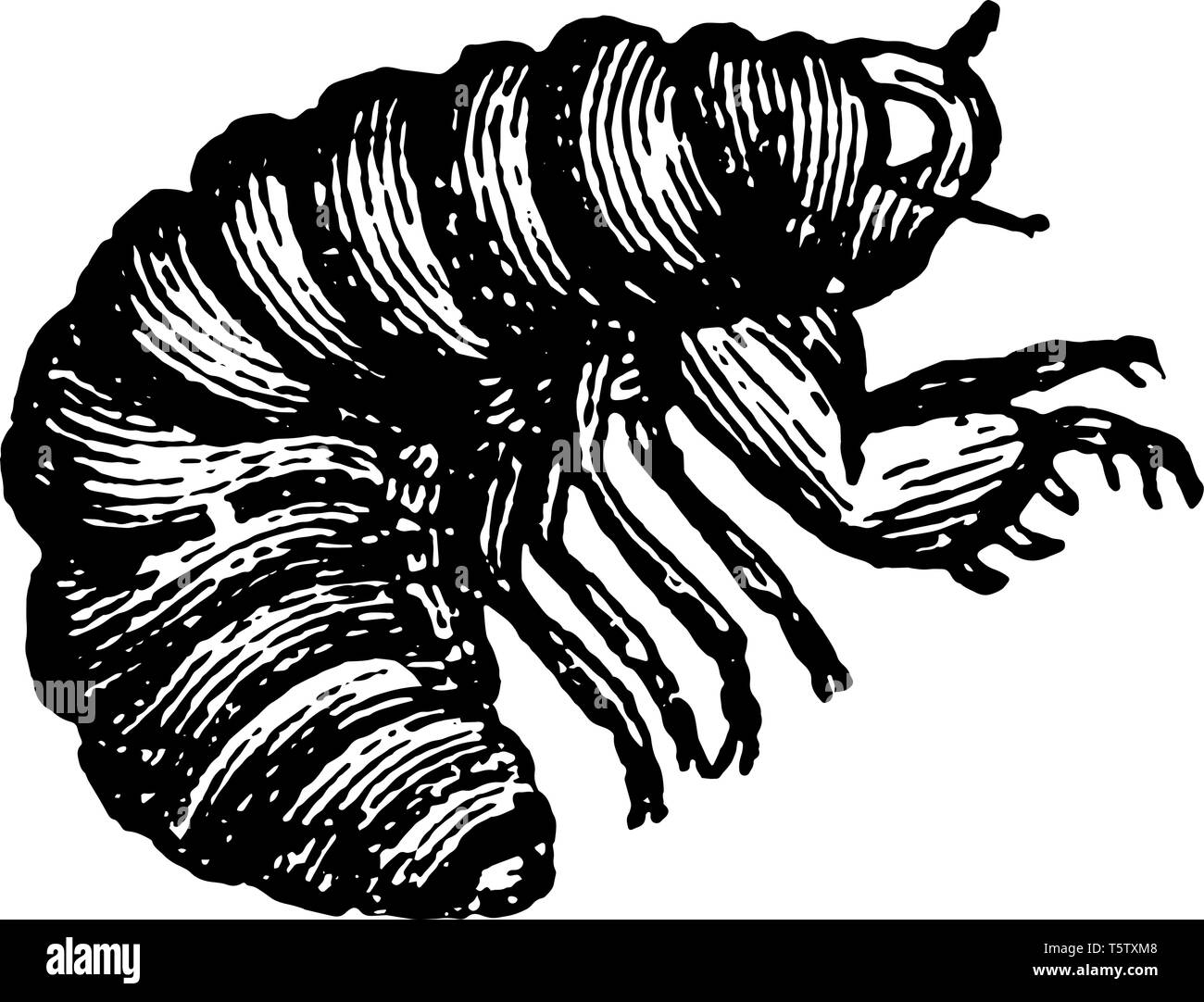 Larve de la cigale insectes dans l'ordre des Hémiptères vintage dessin ou gravure illustration. Illustration de Vecteur