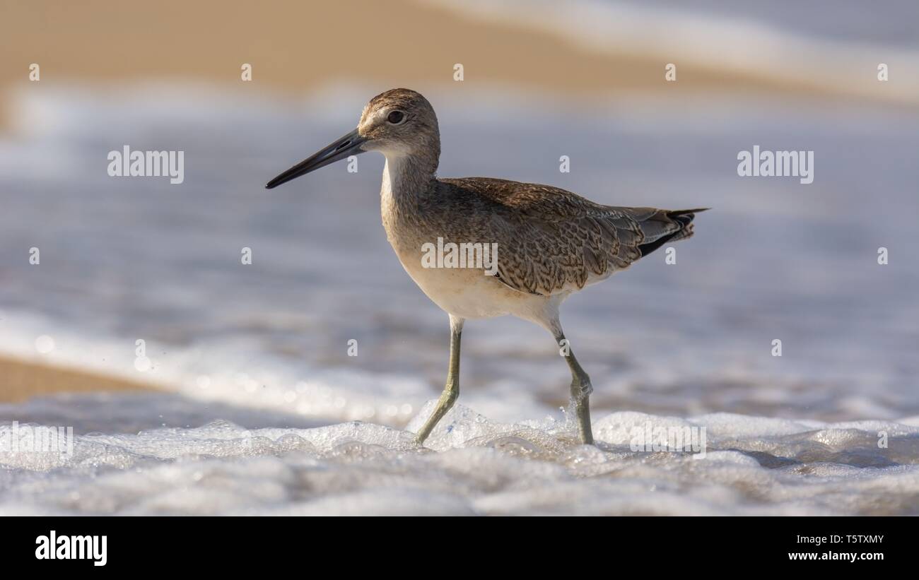 Sandpiper de North Carolina Sea Birds Banque D'Images