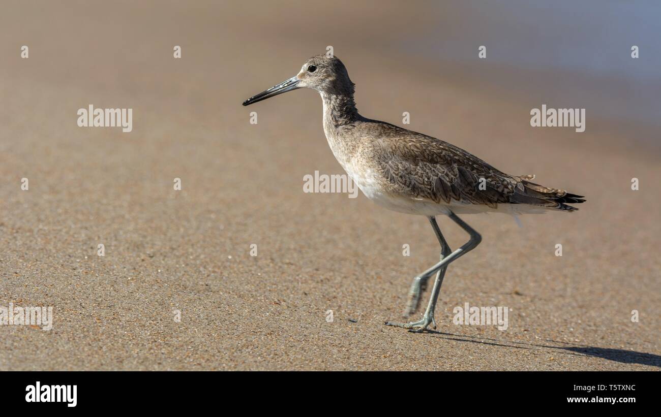 Sandpiper de North Carolina Sea Birds Banque D'Images