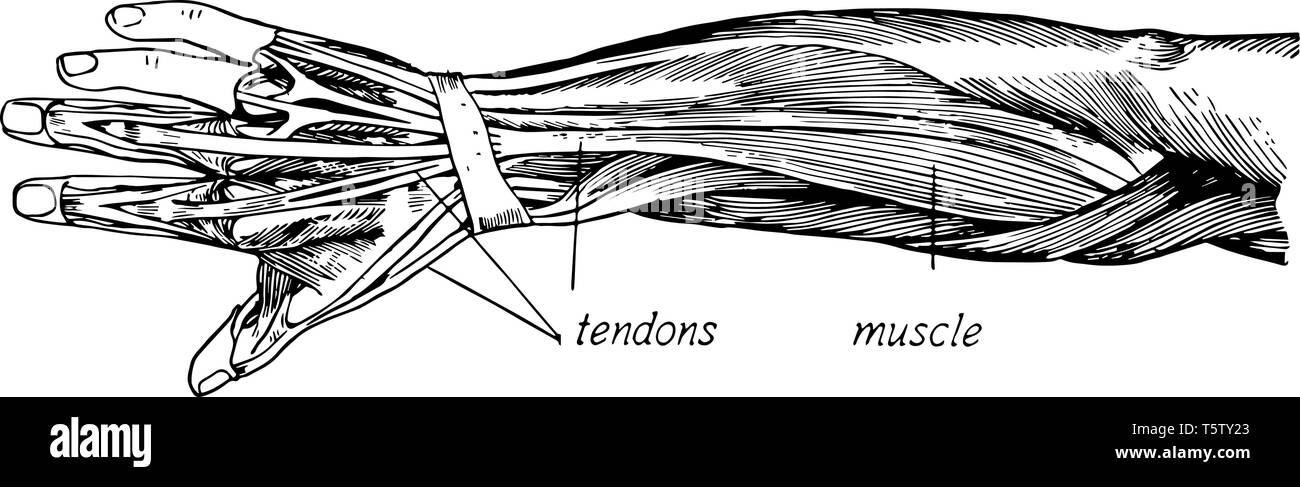 Cette illustration représente la structure musculaire du bras vintage dessin ou gravure illustration. Illustration de Vecteur