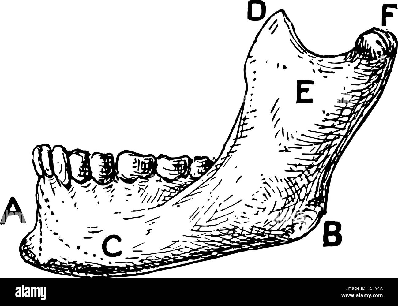 La symphyse pubienne menti et l'angle de jaw vintage dessin ou gravure illustration. Illustration de Vecteur