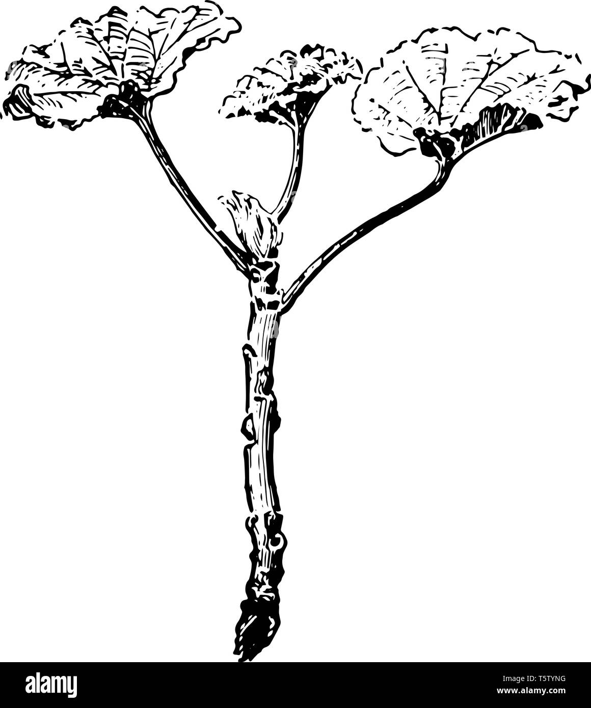 Une image de coupe de géranium qui est prêt pour la plantation, le géranium est un genre de 422 espèces d'annuelles, bisannuelles, fleurs et plantes vivaces, vint Illustration de Vecteur