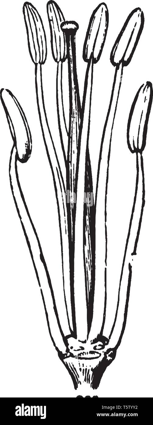 Une photo montre les étamines et pistil de moutarde. Pistil a Pollainsac avec pollain-grains remplis à la face supérieure et la face inférieure est un filament. Un Illustration de Vecteur