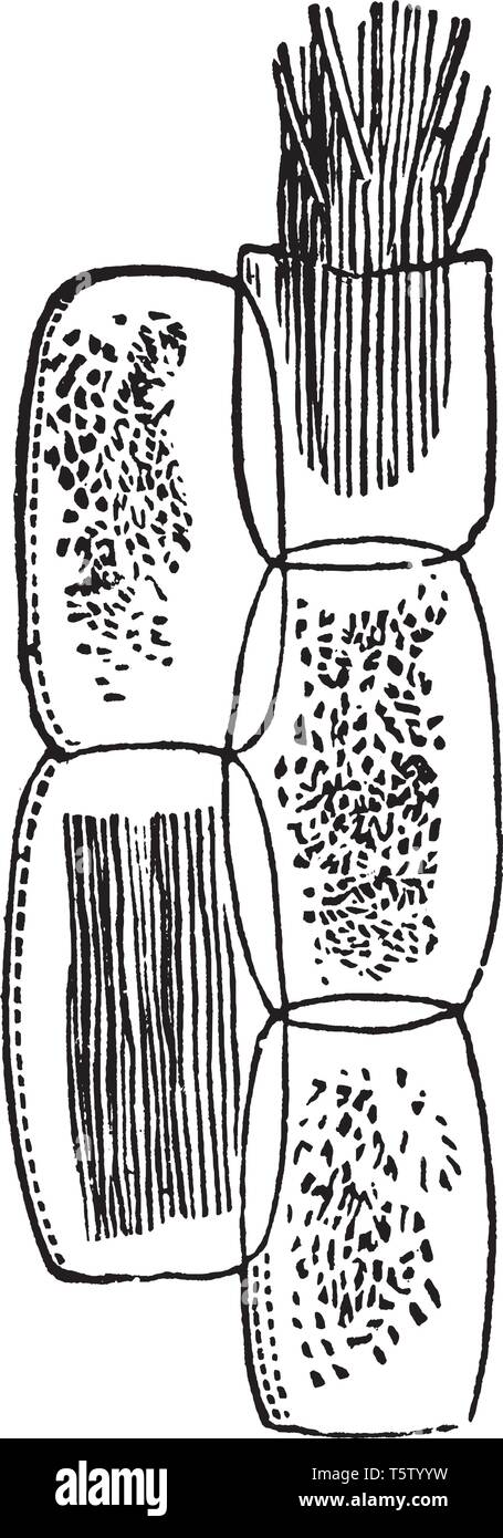 Cette image de la rhubarbe les cellules végétales. Dans ce trois et deux Rhaphides chlorophylle sont indiqués, vintage dessin ou gravure illustration. Illustration de Vecteur