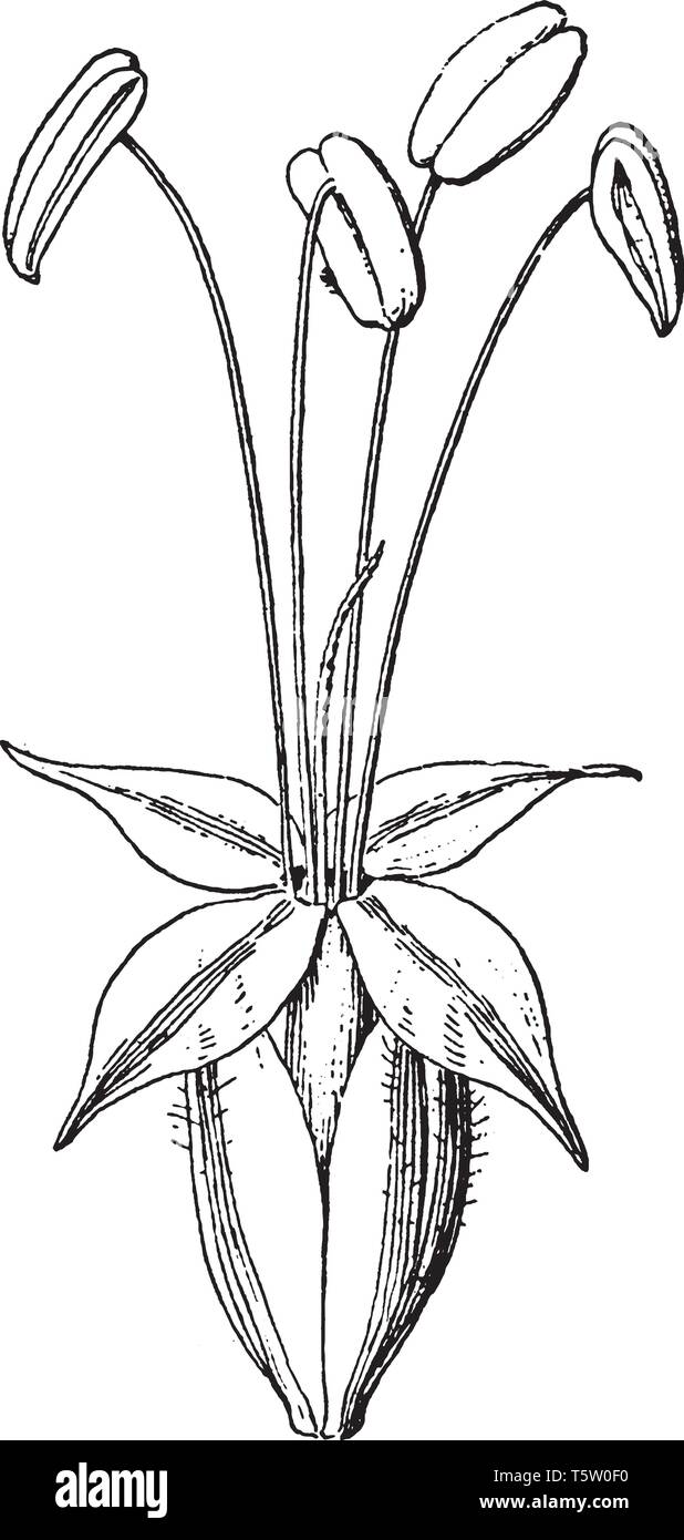 L'image de fleurs de plantain. Ils sont quatre fleurs et quatre pétales et sépales de l'anthère est poilue, vintage dessin ou gravure illustration. Illustration de Vecteur