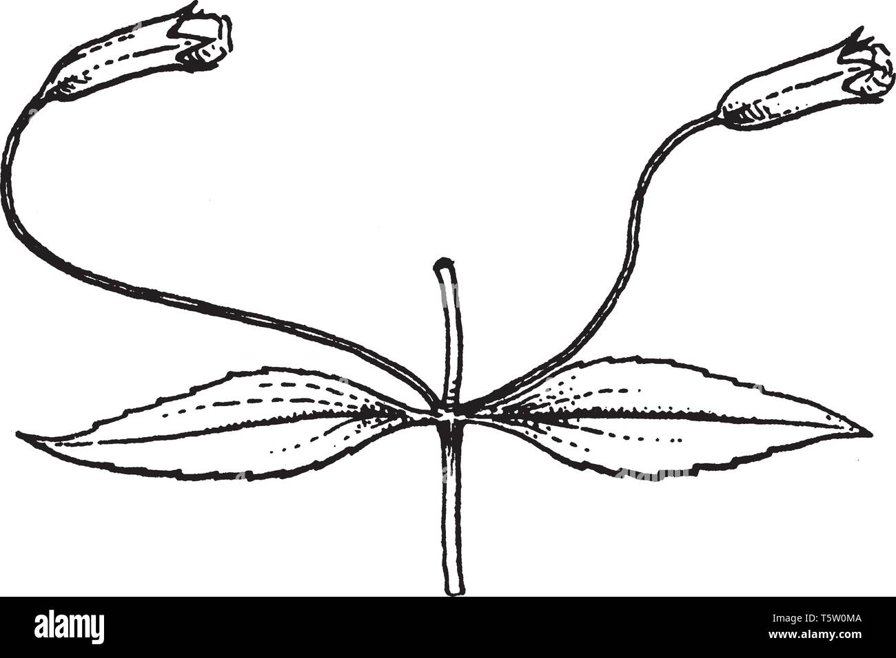 Le Mimulus est une plante appelée aussi porte-musc comme monkey flower, principalement dans la région de l'Amérique du Nord. Les fleurs sont tubulaires à la base avec les cinq grandes Illustration de Vecteur