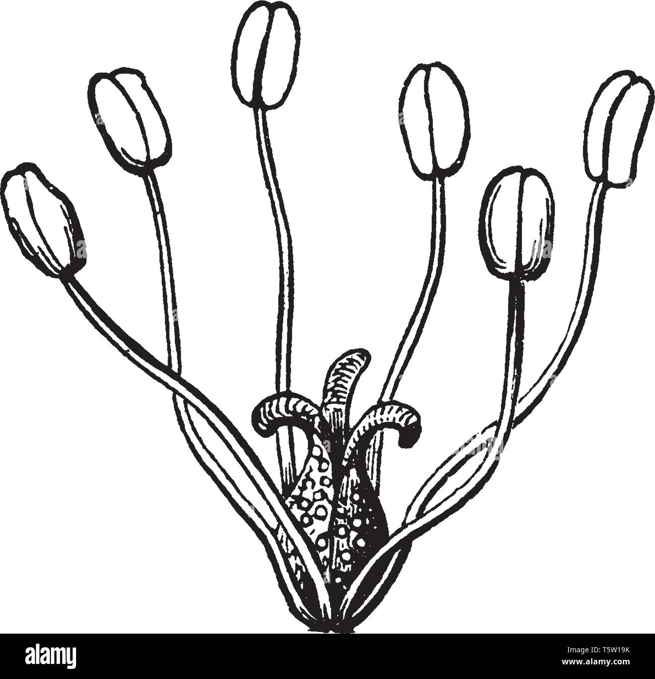La photo montre une partie de fleur plante Saururus. Il communément appelé lézardelle penchée ou eau-dragon. De minuscules fleurs blanches parfumées emballées dans mince, ta Illustration de Vecteur