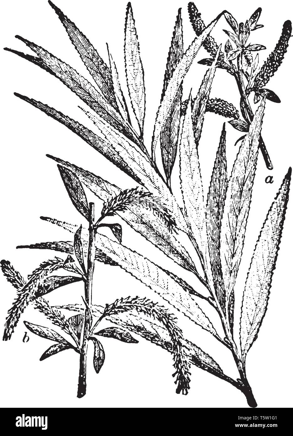 Une photo montrant une branche de saule qui est une classe d'arbustes ou d'arbres du genre Salix, qui varient en taille d'arbustes que quelques centimètres Illustration de Vecteur