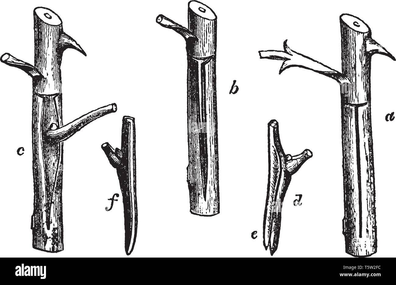 La tige de bouclier-bourgeonnant, il forme de couteau seulement, ils ont utilisé dans le secteur de l'arbre, le plus souvent utilisé en forme t, vintage dessin ou gravure sur illust Illustration de Vecteur