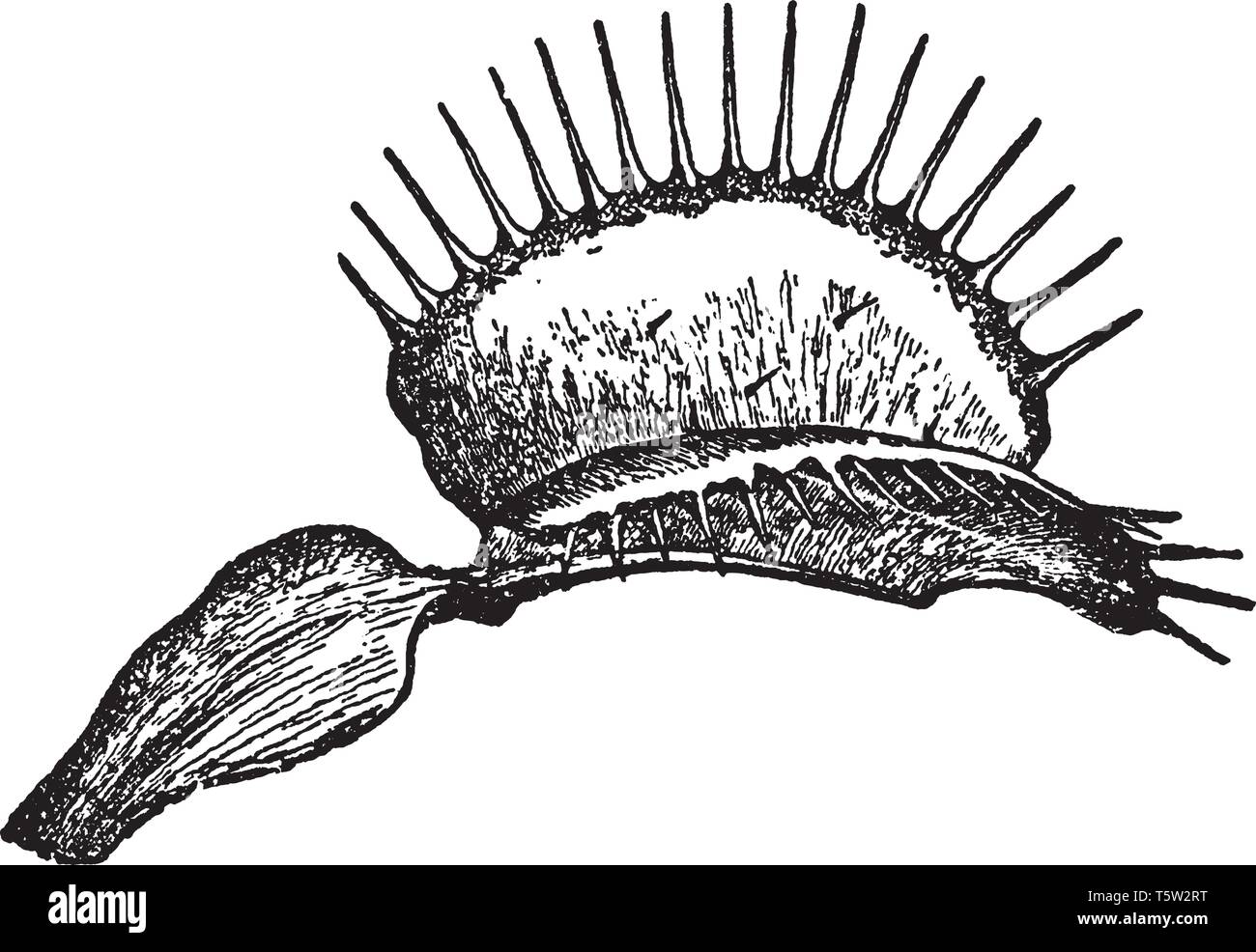 Le coin du jeu est une petite plante dont la structure peut être décrite comme une rosette de feuilles de 4 à 7. Comme le montre la feuille de Venus Fly Trap-vin, Illustration de Vecteur