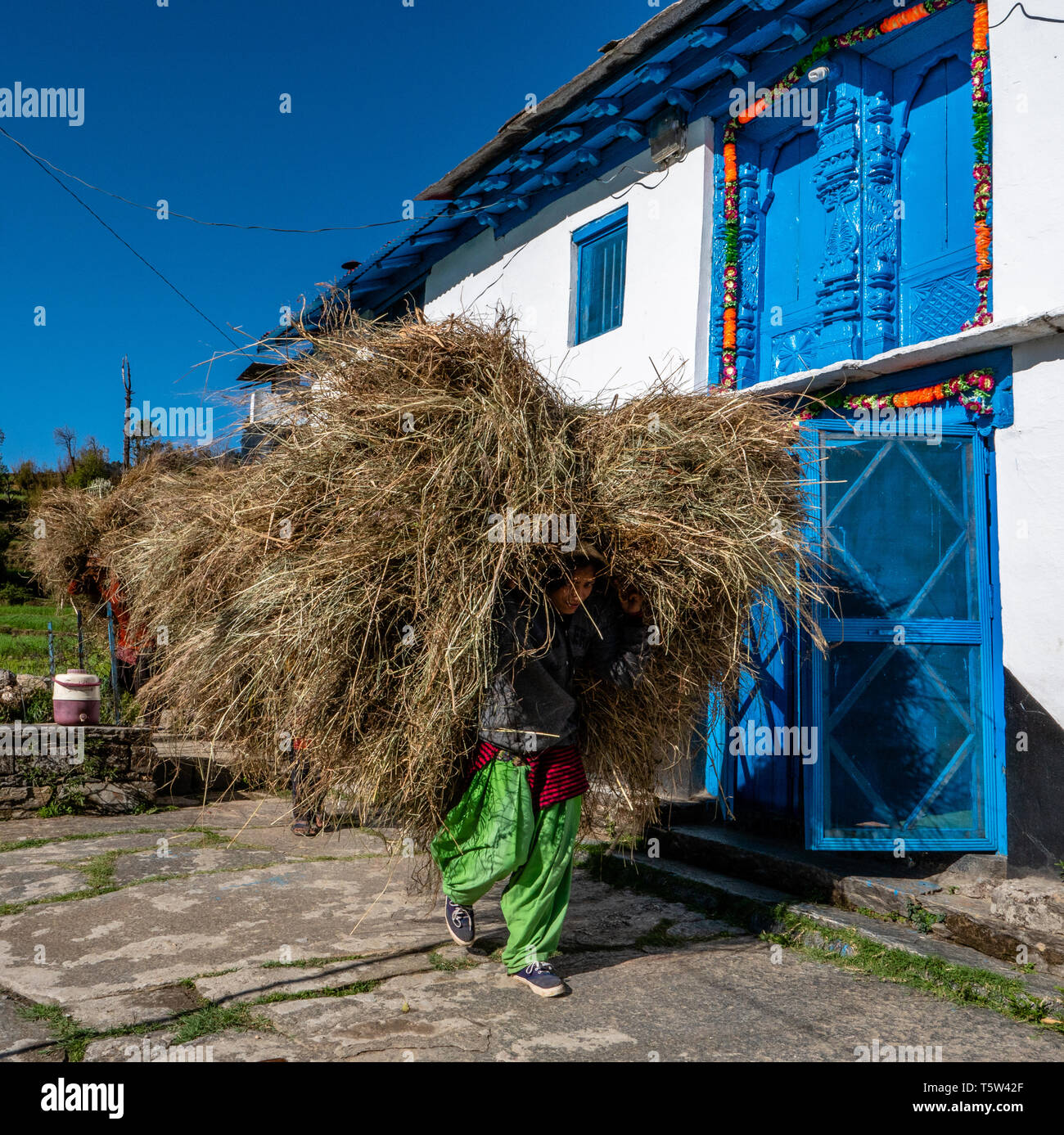 Une femme portant une grande et lourde charge de foin sur la tête passé une berklay traditionnelle située dans le village de Supi dans l'Uttarakhand Himalaya Banque D'Images