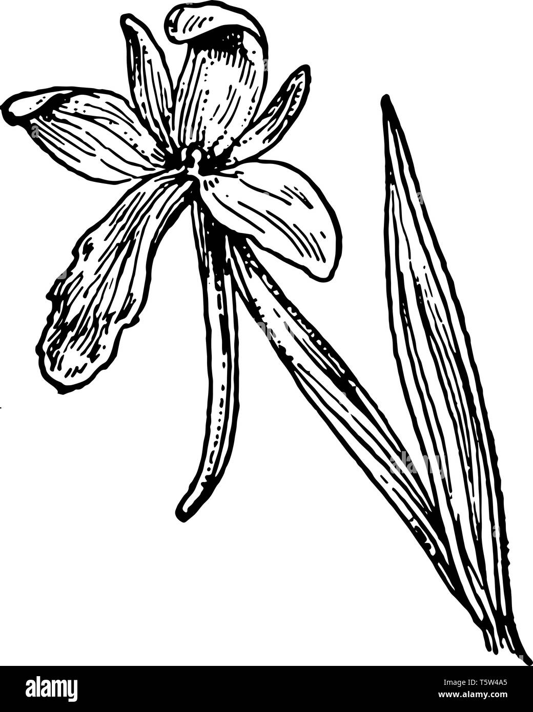Habenaria integra est communément appelé Platanthera integra est jaune fringeless orchid. C'est un membre de famille des orchidées avec des fleurs jaunes et est nat Illustration de Vecteur