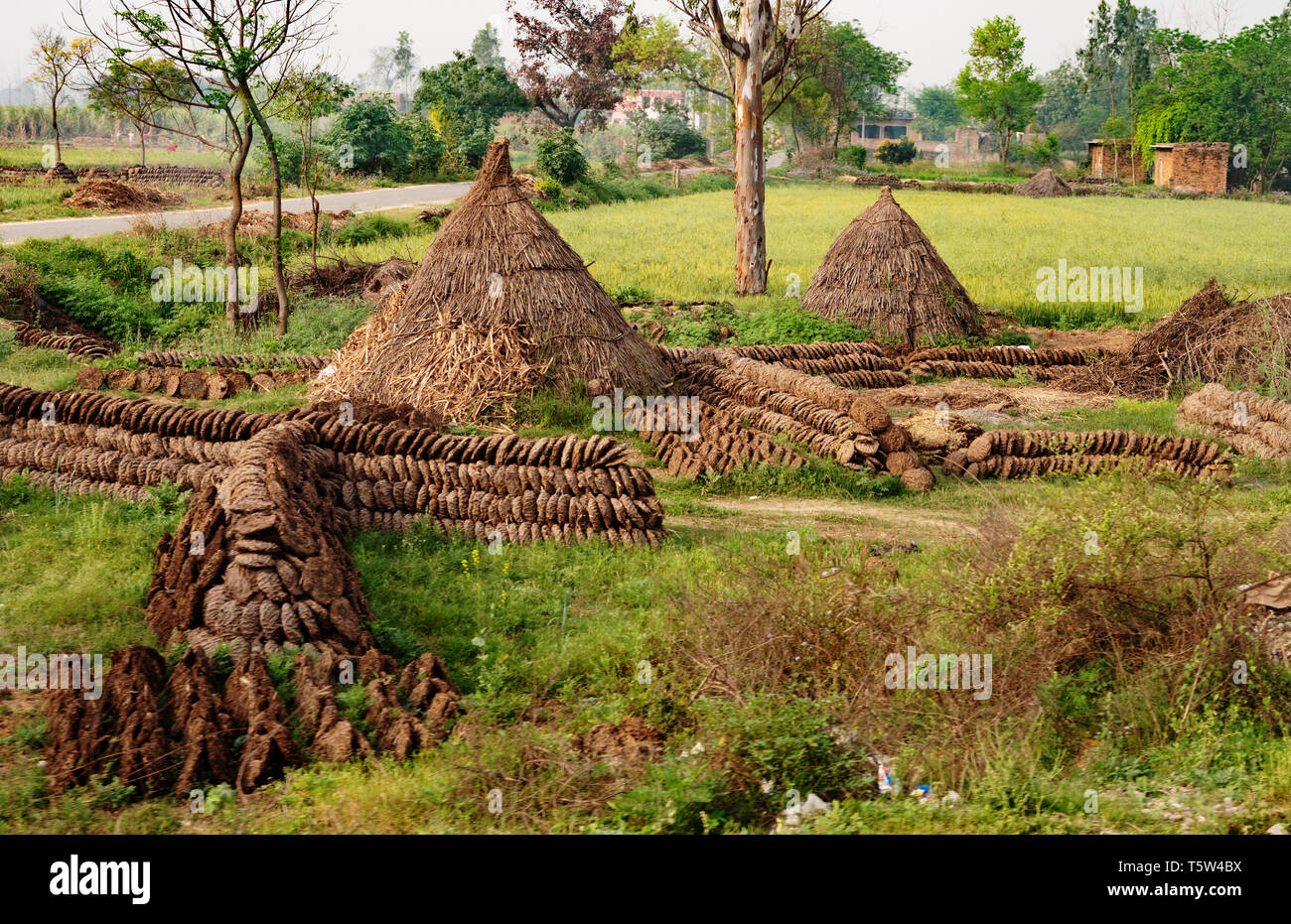 Gâteaux de la bouse de vache bien laissés sécher au soleil avant le stockage dans les cônes de chaume pour usage comme combustible pour la cuisson ou le chauffage - village rural au nord de l'Inde Banque D'Images