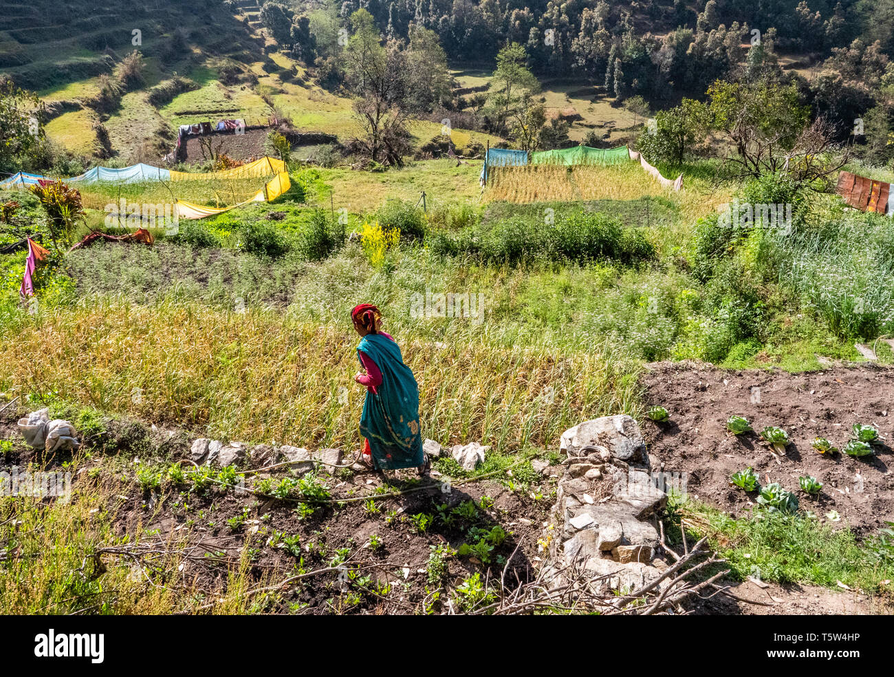 Une femme d'arroser ses légumes dans les champs en terrasses dans le village de Risal haut dans le collines de l'Himalaya dans le Nord de l'Inde Uttarakhand Binsar Banque D'Images