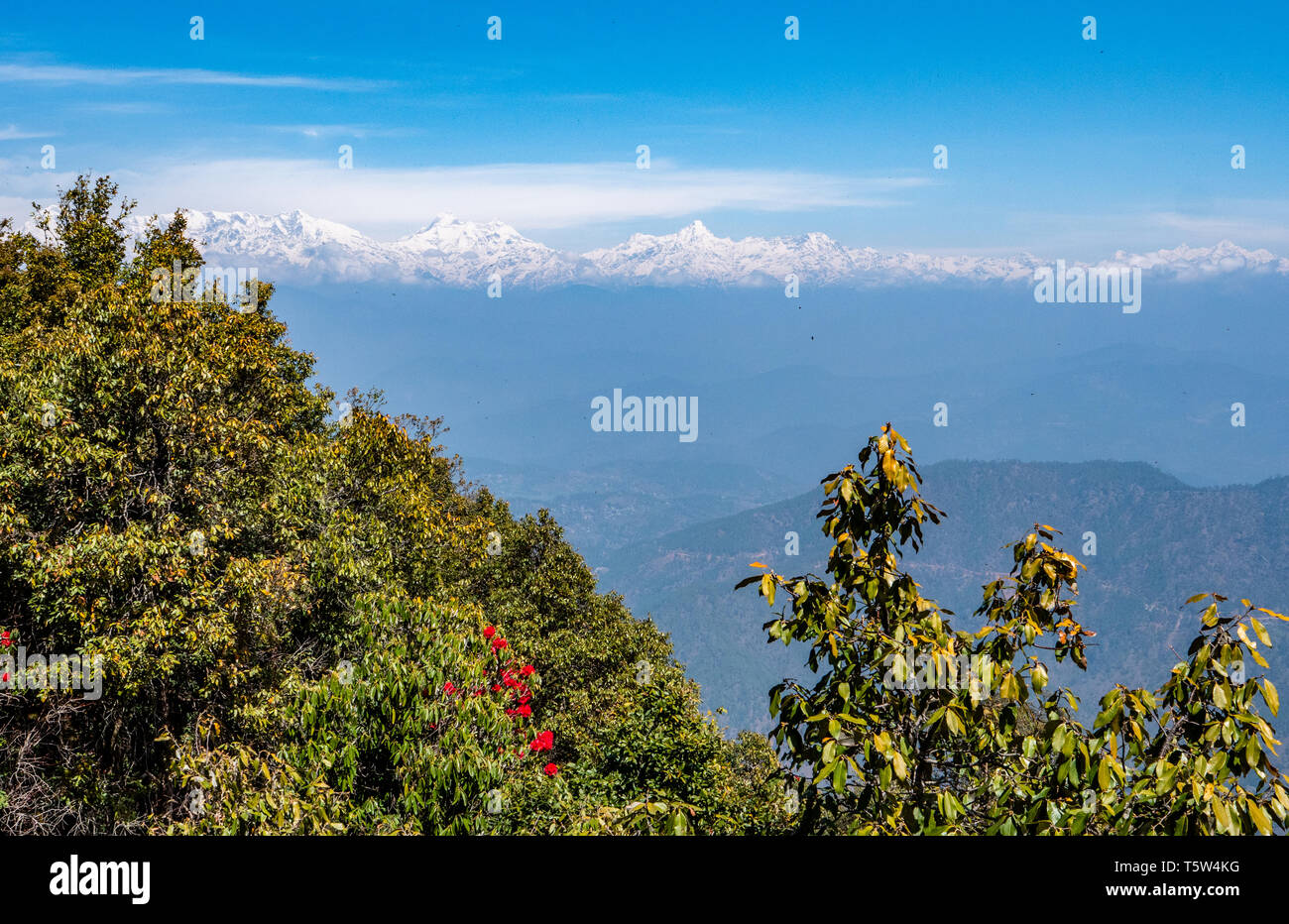 Vue éloignée sur les sommets enneigés de l'Himalaya Indien autour de Nanda Devi 'Point zéro' dans la région de Binsar Uttarakhand en Inde du Nord Banque D'Images