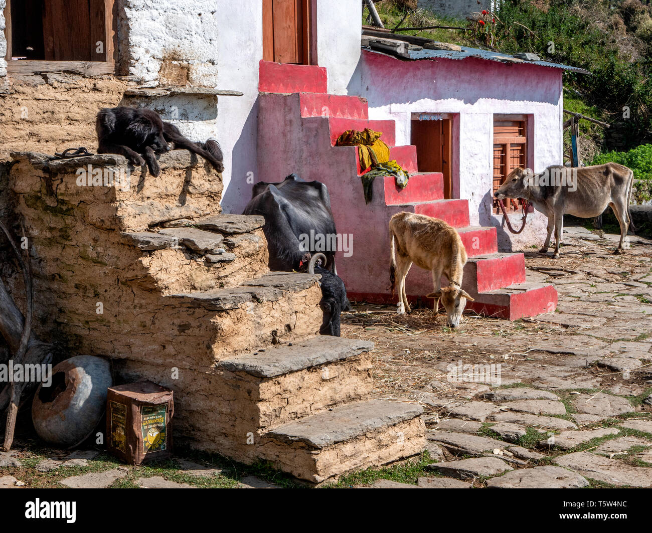 Vaches et un chien de montagne de l'Himalaya dans une ferme de Gonap haut village au pied de l'Himalaya dans la région de Binsar Uttarakhand en Inde du Nord Banque D'Images