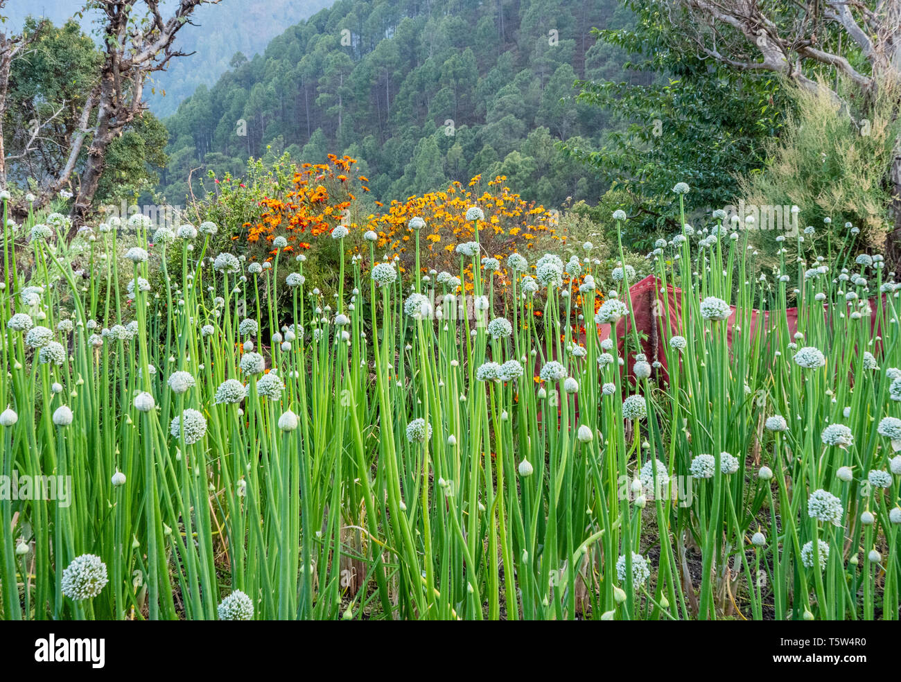 Fleurs d'ail Allium sativum croissant dans une parcelle de terrain végétale dans le hameau de l'himalaya à distance dans la région de Satri Binsar Uttarakhand en Inde du Nord Banque D'Images